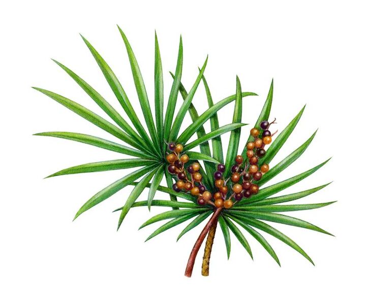 saw palmetto extract Predstonorm kapsuletan